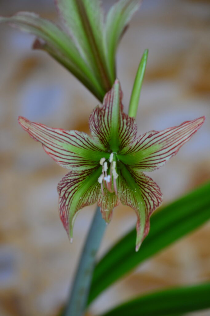 Hippeastrum  iguazuanum - 1bulb.