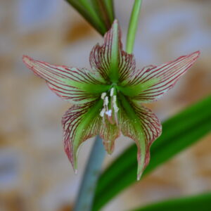 Alternative view of Hippeastrum  iguazuanum - 1bulb.