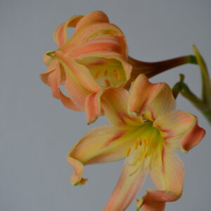 Alternative view of Hippeastrum evansiarum 1 Bulb, Offset 1,2cm In Diameter. Species.