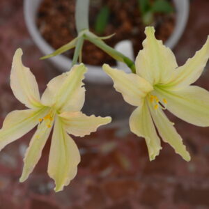 Hippeastrum Evansiae 10 seeds. Evansiarum.