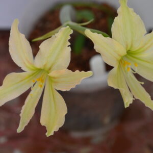 Alternative view of Hippeastrum Evansiae 10 seeds. Evansiarum.