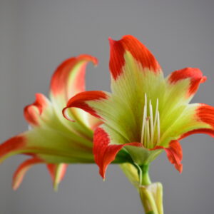 Hippeastrum aulicum x nelsonii - 10 seeds.