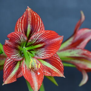 Hippeastrum APn6 x Devil Man - 10 seeds.