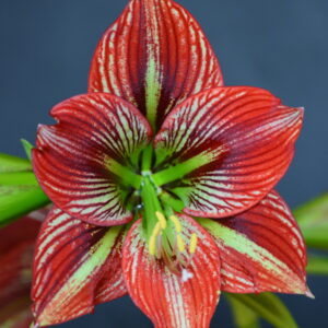 Hippeastrum ES X Devil Man - 15 seeds.