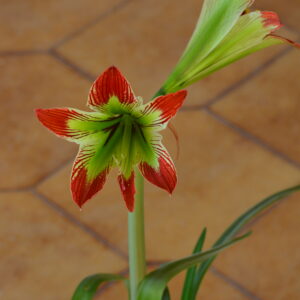 Hippeastrum Psittacinum 1 bulb, 2cm in diameter. Rare.