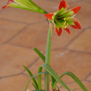 Alternative view of Hippeastrum Psittacinum 1 bulb, 2cm in diameter. Rare.