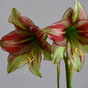 Alternative view of Hippeastrum papilio hyb. n1804 - 1 bulb.