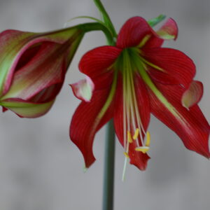 Alternative view of Hippeastrum Machipijense Hyb. X Cybister 10 seeds.