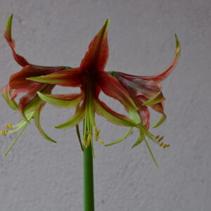 Hippeastrum Evening Butterfly - 1 bulb.