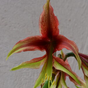 Alternative view of Hippeastrum Evening Butterfly - 1 bulb.