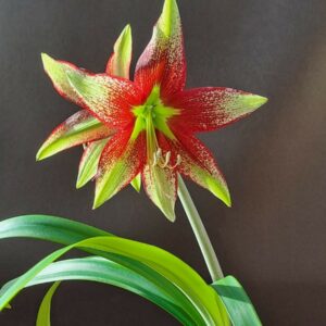 Hippeastrum nova sp. leucopardinum- 1 bulb 2,5cm