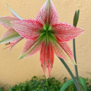 Hippeastrum lapacense 1 bulb, 4.7cm in diameter. Very Rare.