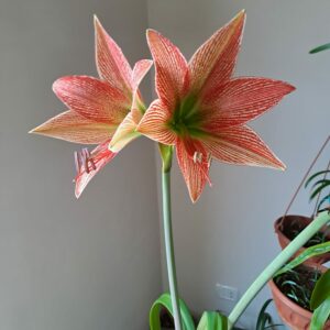 Alternative view of Hippeastrum lapacense 1 bulb, 4.7cm in diameter. Very Rare.