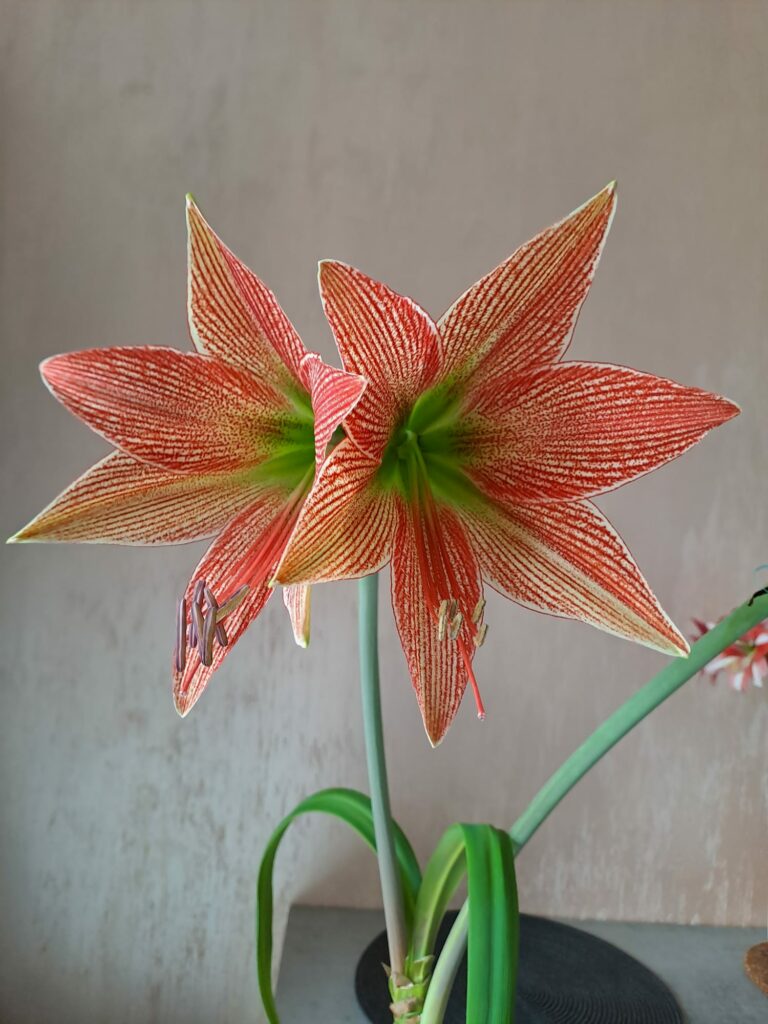 Hippeastrum lapacense 1 bulb.