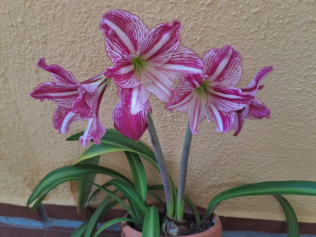 Hippeastrum Autumn Pink Lady x self - 5 seeds.