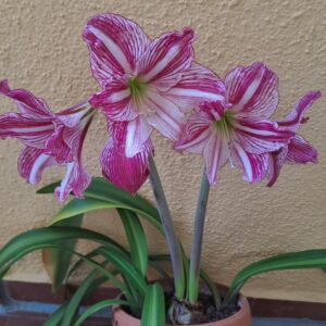 Alternative view of Hippeastrum Variegated APL x ARL Variegated - 5 seeds.