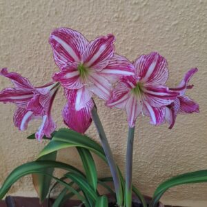 Hippeastrum 'Autumn Pink Lady' Variegated - 1 bulb about 2cm.