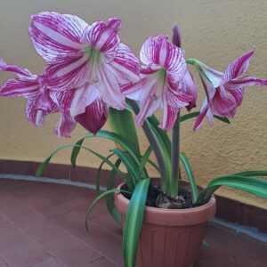 Alternative view of Hippeastrum 'Autumn Pink Lady' Variegated - 1 bulb about 2cm.