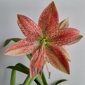 Alternative view of Hippeastrum pardinum 1 bulb, 1,2cm in diameter. Rare.