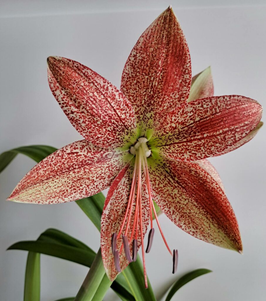Hippeastrum pardinum x leucopardinum 1 bulb.
