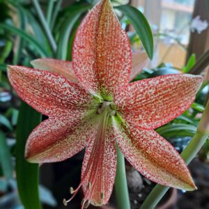 Hippeastrum pardinum 1 bulb, 1,2cm in diameter. Rare.