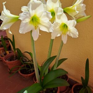 Hippeastrum hybrid #1617 x Relevation - 10 seeds.