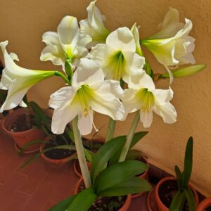 Alternative view of Hippeastrum Striped Garden x sonatini #1617 - 10 seeds.