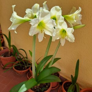 Alternative view of Hippeastrum hybrid #1617 x DER variegated  - 7 seeds.