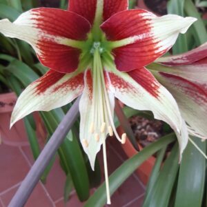 Alternative view of Hippeastrum APn8 x Bukasovii - 10 seeds.