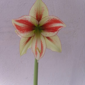 Alternative view of Hippeastrum Bipapilio 1 bulb.