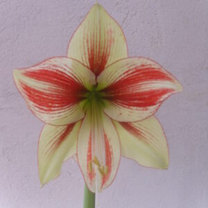 Hippeastrum Bipapilio 1 bulb.