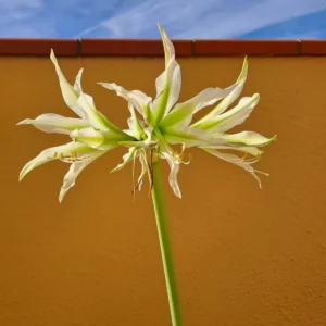 Hippeastrum Tarantula X White Nile 10 seeds.