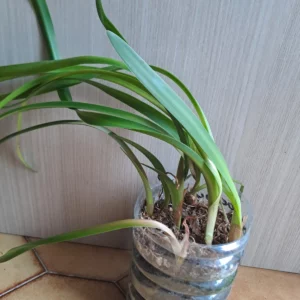 Alternative view of Hippeastrum Psittacinum 'Grota Funda' 1 bulb.