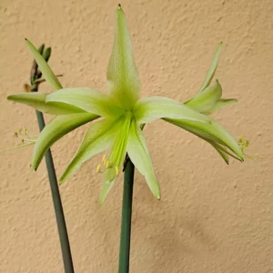 Hippeastrum Hybrid ESn2 - 1 bulb.