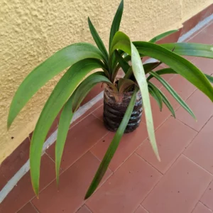 Hippeastrum aulicum 'Parati-Cunha'- 1 bulb.