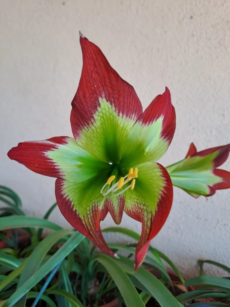 Hippeastrum C1810-3 x mandonii 10 seeds.