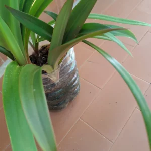 Alternative view of Hippeastrum aulicum 'Parati-Cunha'- 1 bulb.