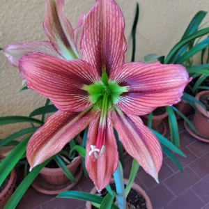Hippeastrum Papilio Pink Hybrid- 1 bulb.