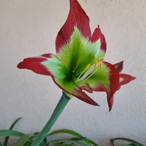 Hippeastrum APn8 x Mandonii - 10 seeds.