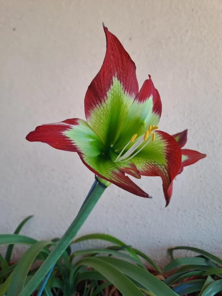 Hippeastrum Mandonii - 5 seeds.