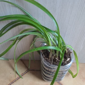 Hippeastrum Glaucescens 'Ponta Grossa' 1 bulb.