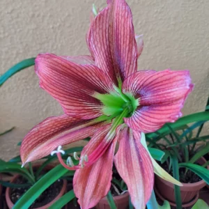 Alternative view of Hippeastrum Papilio Pink Hybrid- 1 bulb.