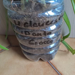 Alternative view of Hippeastrum Glaucescens 'Ponta Grossa' 1 bulb.