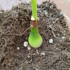 Hippeastrum calyptratum 'Teresopolis' -1 bulb.