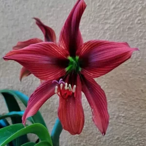 Alternative view of Hippeastrum AP n8 - 1 bulb.