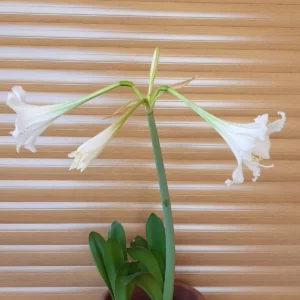 Hippeastrum Argentinum 1 bulb, tucumanum.