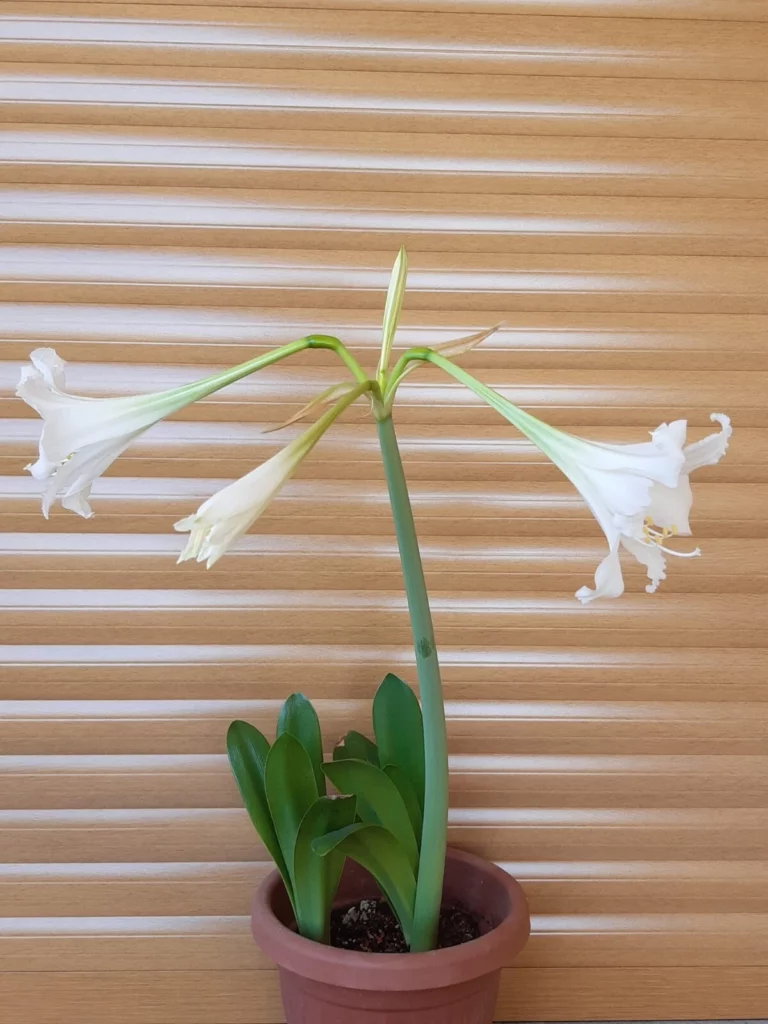 Hippeastrum Argentinum 1 bulb, tucumanum.