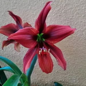 Hippeastrum AP n8 - 1 bulb.