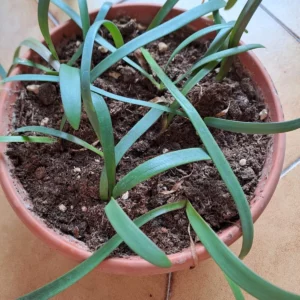 Alternative view of Hippeastrum traubii forma Doraniana 1 bulb.