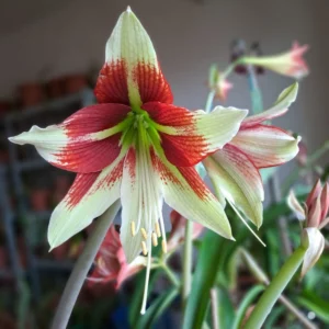 Hippeastrum APn8 x Bukasovii - 10 seeds.